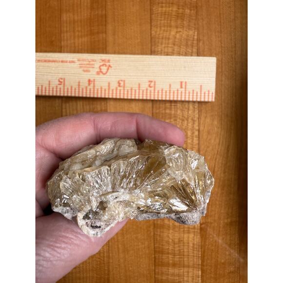 RARE Fossilized Clamshell Piece w/Golden Calcite Crystal- Okeechobee County Fl-2